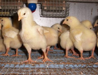 Jumbo Cornish Cross Chickens