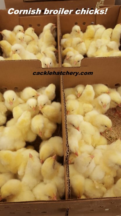 Jumbo Cornish Cross Chicks for Sale