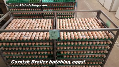 Jumbo Cornish Cross Chicken Brooder