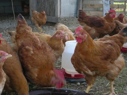 Cackle's Red Broilers