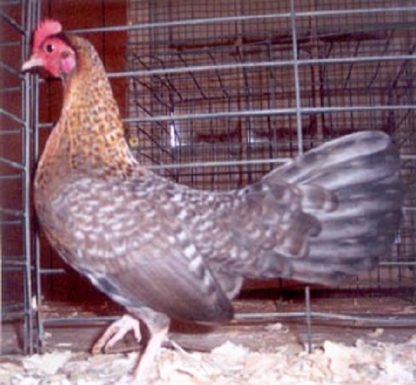 Crele Old English Game Bantam Chicken