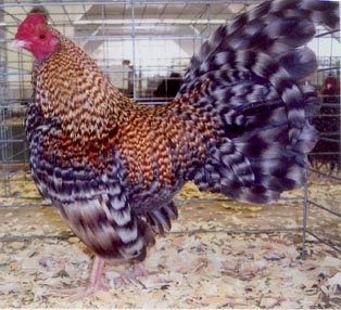 Crele Old English Game Bantam Chicken Rooster