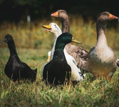 Waterfowl Credit: Cynthia Susanne