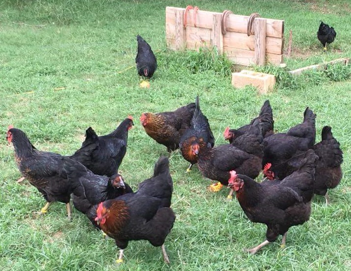 Black Sex Link Brown Egg Laying Chickens Cackle Hatchery®