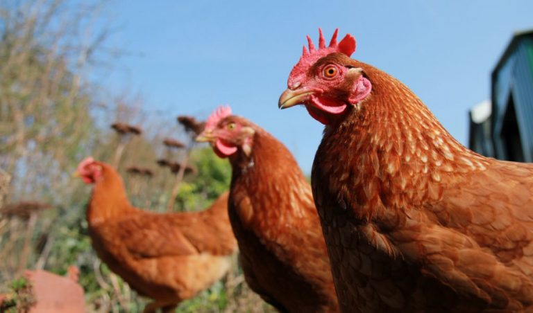 3 City/Town Pullet