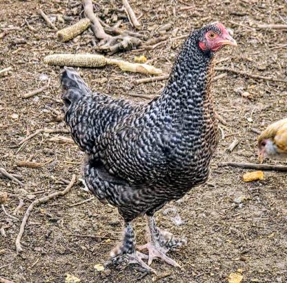 French Cuckoo Marans Chicken