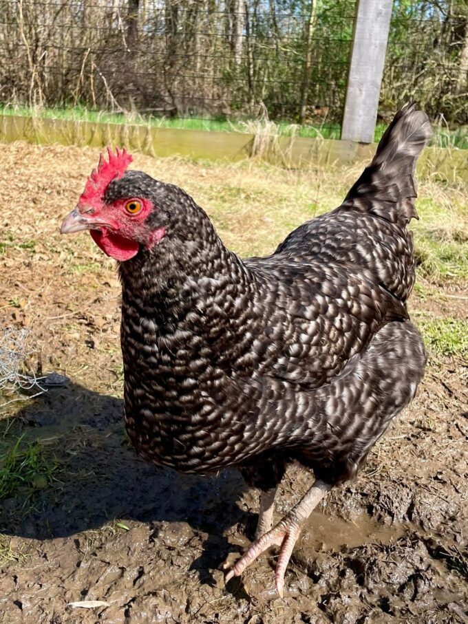 Cuckoo Marans Chicken - Image 37