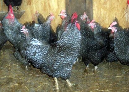 Flock of Cuckoo Marans Chickens