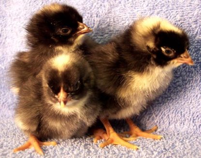 Cuckoo Marans Chicks