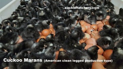 Cuckoo Marans Chicks