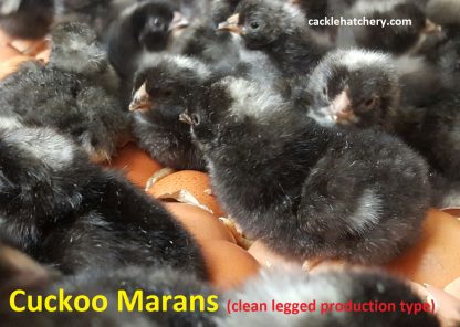 Cuckoo Marans Chicks