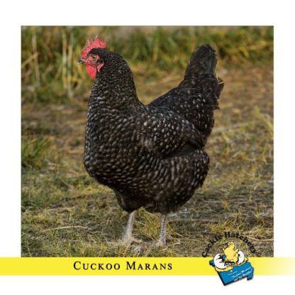 Cuckoo Marans Chicken