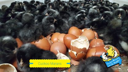Cuckoo Marans Chicks