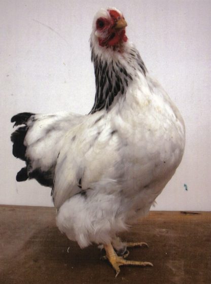 Columbian Wyandotte Bantam Hen