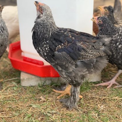 Dark Brahma Chicken