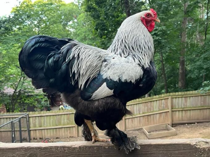 Dark Brahma Chicken - Image 64