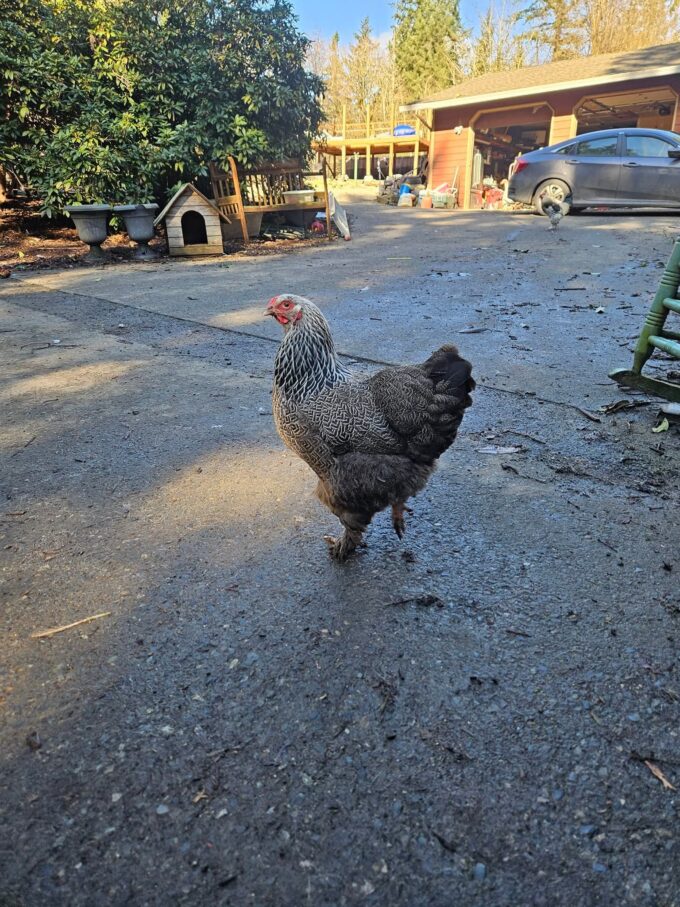 Dark Brahma Chicken - Image 66