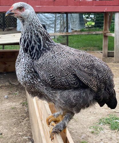 Dark Brahma Chicken