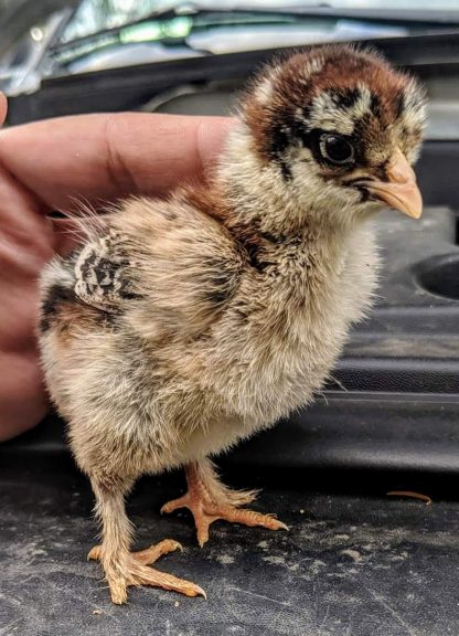 Dark Brahma Chick