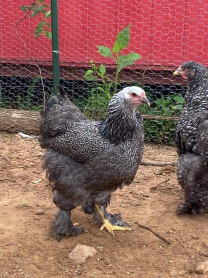 Dark Brahma Chicken