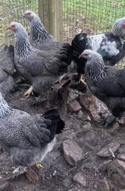 Dark Brahma Chickens