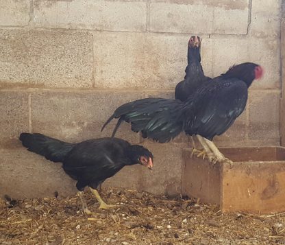 Dark Aseel (Asil) Chickens