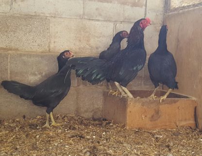 Dark Aseel (Asil) Chickens