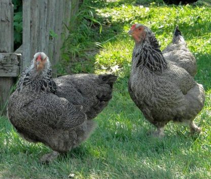 Dark Brahma Chickens