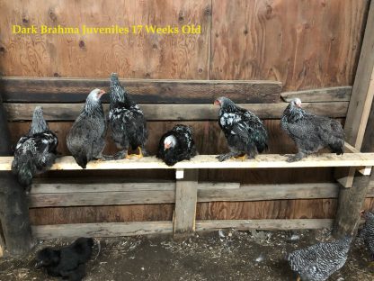 Juvenile Dark Brahma Chickens