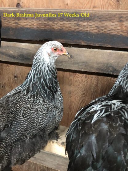 Juvenile Dark Brahma Chicken