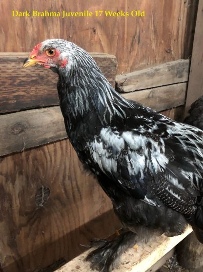 Juvenile Dark Brahma Chicken