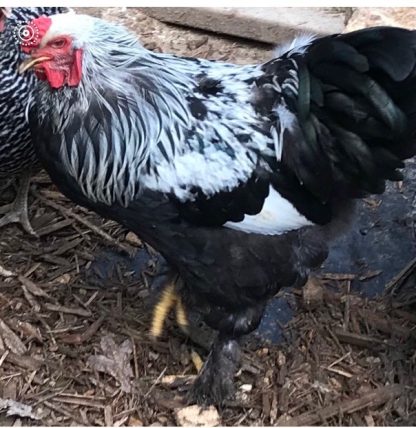 Dark Brahma Chicken Photo by John Brazil
