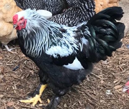 Dark Brahma Chicken Photo by Stacey D'Aquila