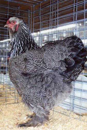 Dark Brahma Chicken Hen