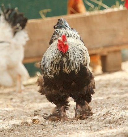 Dark Brahma Rooster Chicken