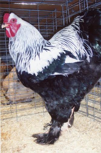Dark Brahma Chicken Rooster