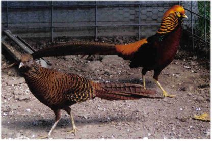 Dark-Throated Golden Pheasant Pair