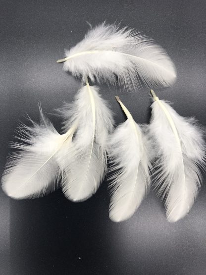 Delaware Chicken Feathers