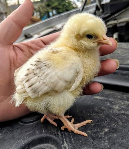 Delaware Chick