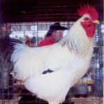 Delaware Chicken Rooster