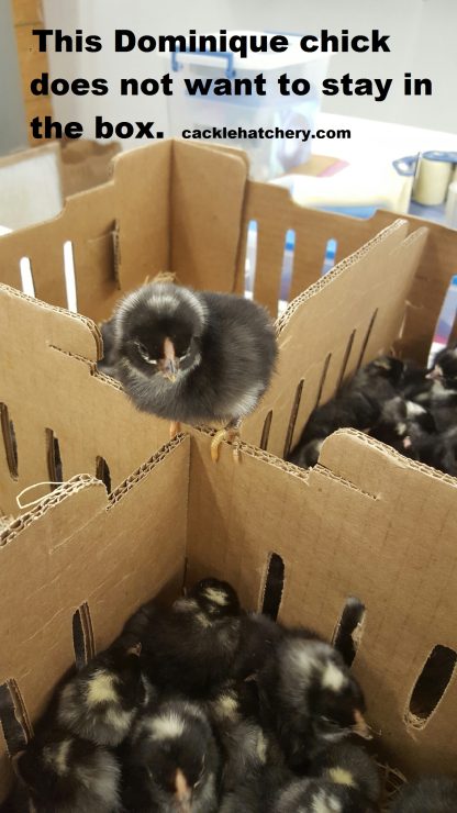 Dominique Chicks for Sale