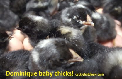 Dominique Chicks