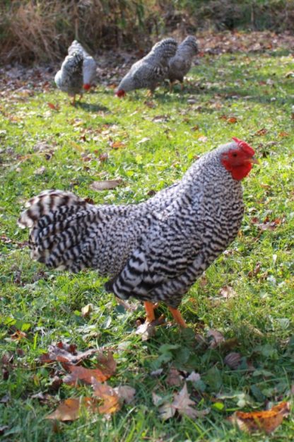 Dominique Bantam Chickens