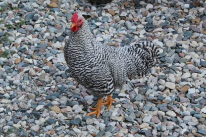 Dominique Bantam 2015 Cackle Hatchery Photo Contest Runner Ups