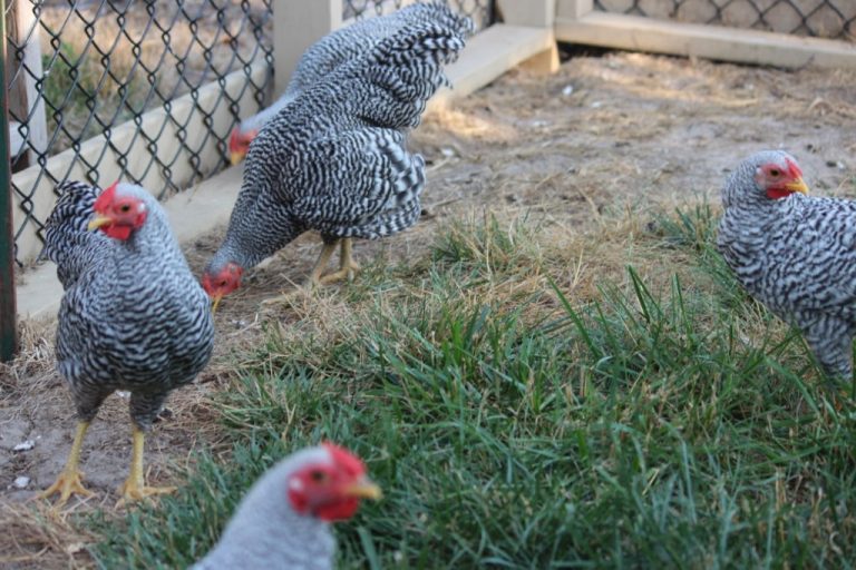 Dominique Bantam Chickens