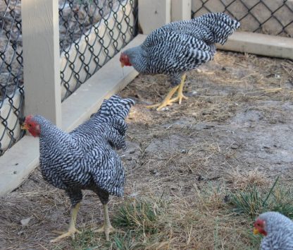 Dominique Bantam Chickens