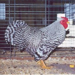 Dominique Bantam Chickens Rooster