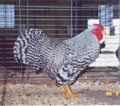 Dominique Bantam Chickens Rooster