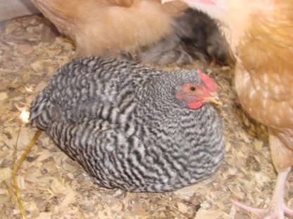 Dominique 8 month old Chicken
