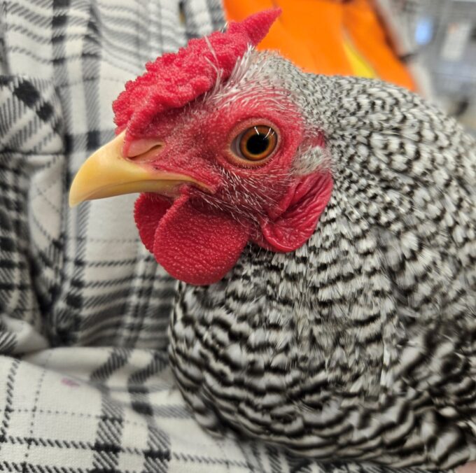 Dominique Bantam - Image 16